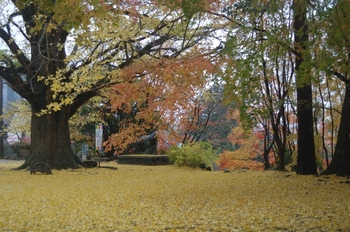 １１月26日のイチョウ