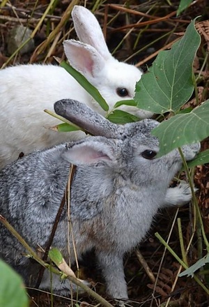usagi