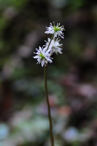 セリバオウレン雌花
