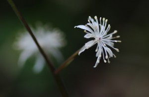 セイバオウレン雄花拡大