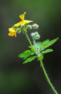 草の王