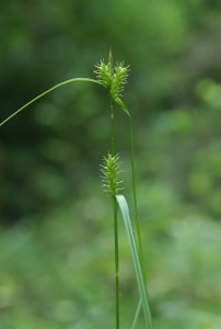ヤワラスゲ１