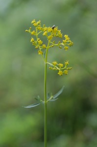 女郎花