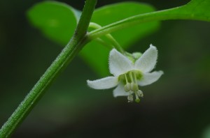 ヤマホオズキの花1
