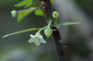 ヤマホオズキ結実