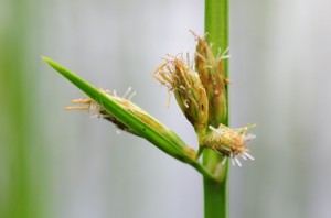 シズイ花