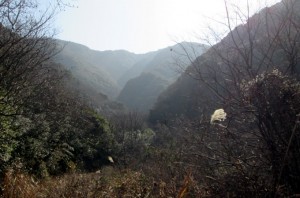 谷筋