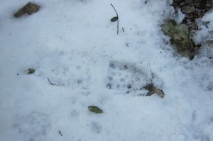 footprint