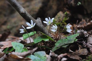 三角草