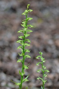 DSC_5545_39411