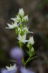 白花のムラサキセンブリ