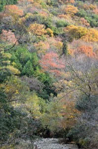 里山紅葉