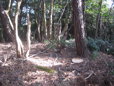 宿毛谷山