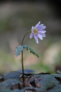 DSC_0476