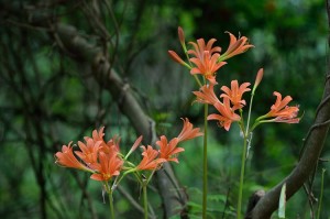 キツネノカミソリ