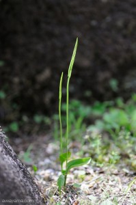コヒロハハナヤスリ1