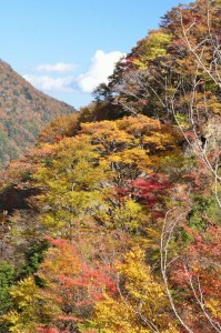 紅葉２