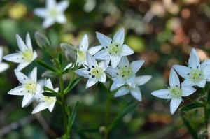 DSC_3784_1885
