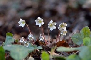 DSC_5084_814
