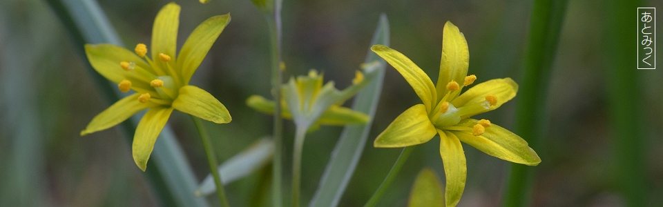 あとみっくのブログ
