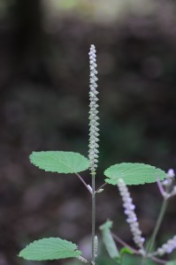 トラノオジソ