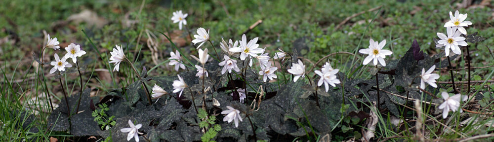 あとみっくのブログ