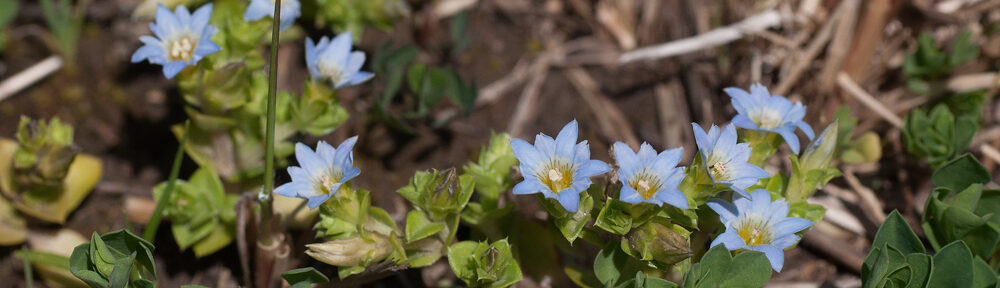 あとみっくのブログ