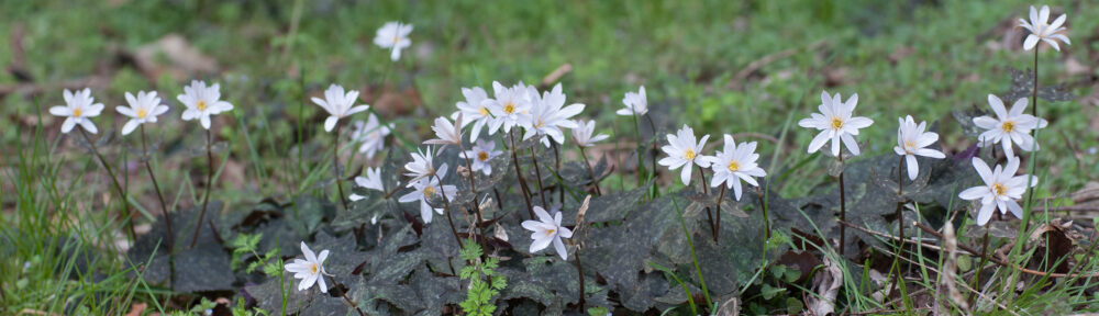 あとみっくのブログ