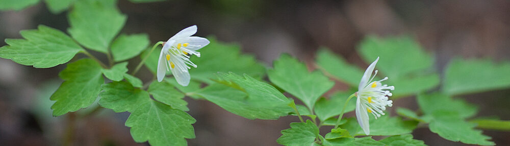 あとみっくのブログ