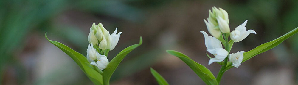 あとみっくのブログ