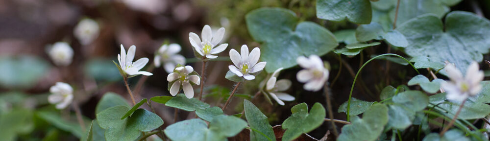 あとみっくのブログ