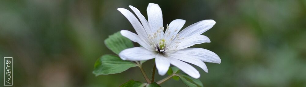 あとみっくのブログ