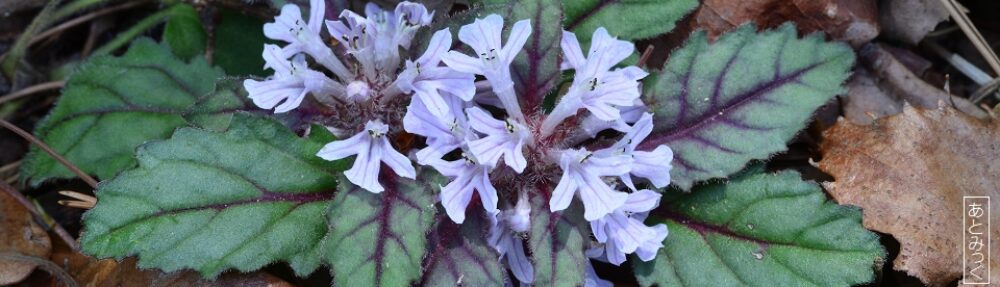 あとみっくのブログ