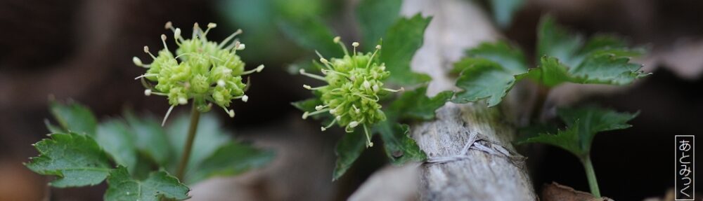 あとみっくのブログ