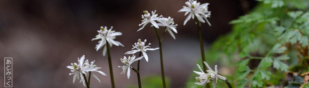 あとみっくのブログ