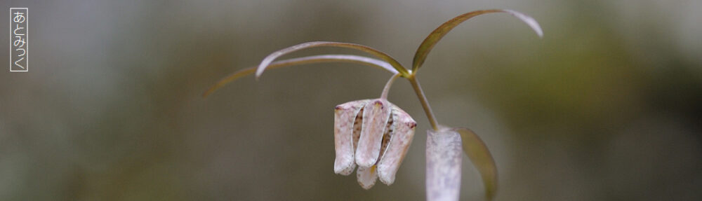 あとみっくのブログ