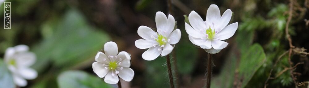 あとみっくのブログ