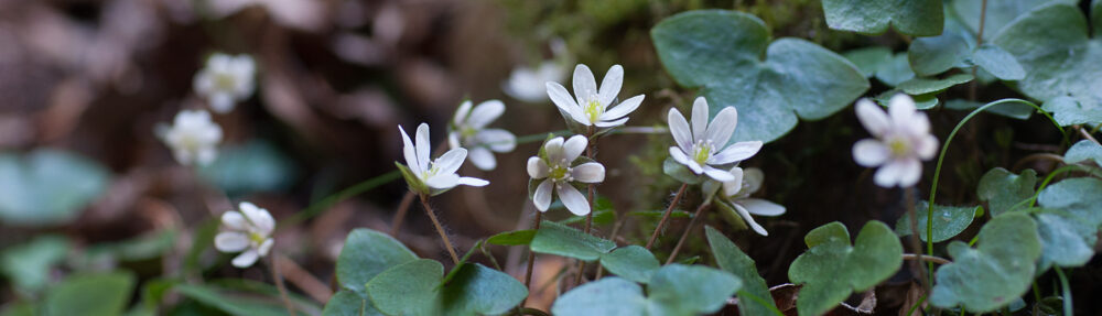 あとみっくのブログ