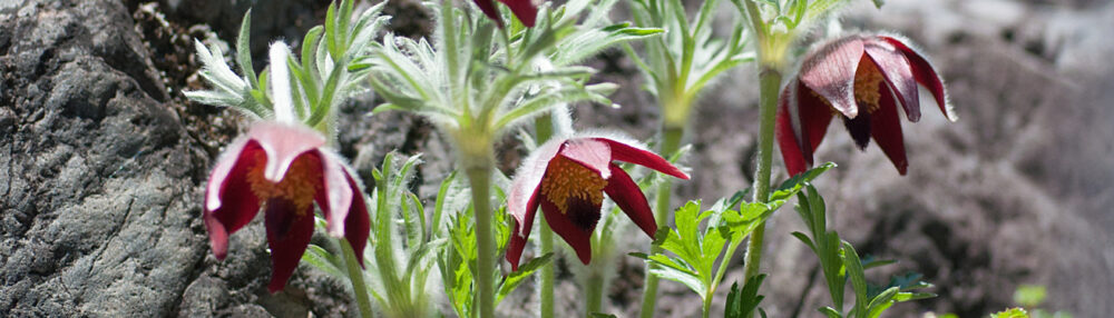 あとみっくのブログ