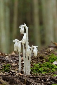 ギンリョウソウモドキ1