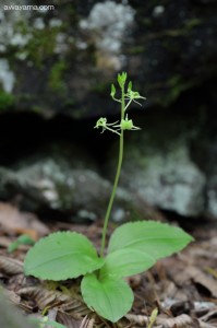 kumokirisou