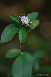 okera1