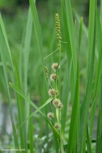 oomikuri